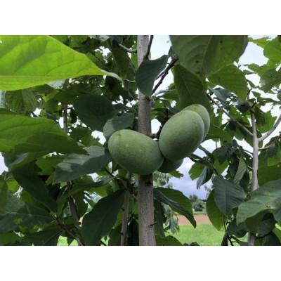 ふるさと納税 太田市 ポポー 1.5kg |  | 01