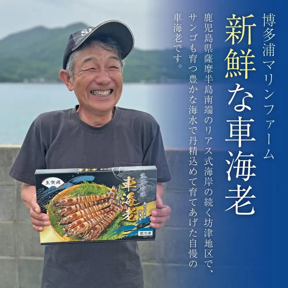 【鹿児島県産】冷凍 車海老 600g （加熱用） 車エビ 車えび くるまえび 海老 冷凍 南さつま市