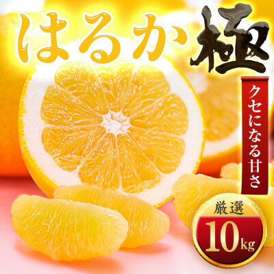 【ふるさと納税】【太陽をたっぷり浴びた】はるか【極】10kg【F49-50】【1509747】