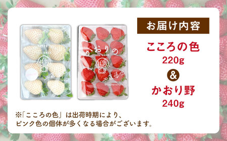 【R8年1月以降発送】こころの色×かおり野 紅白いちごセット 計460g （こころの色220g、かおり野240g）【StrawberryFarm-K】 紅白いちご 希少 いちご 果物 フルーツ かおり