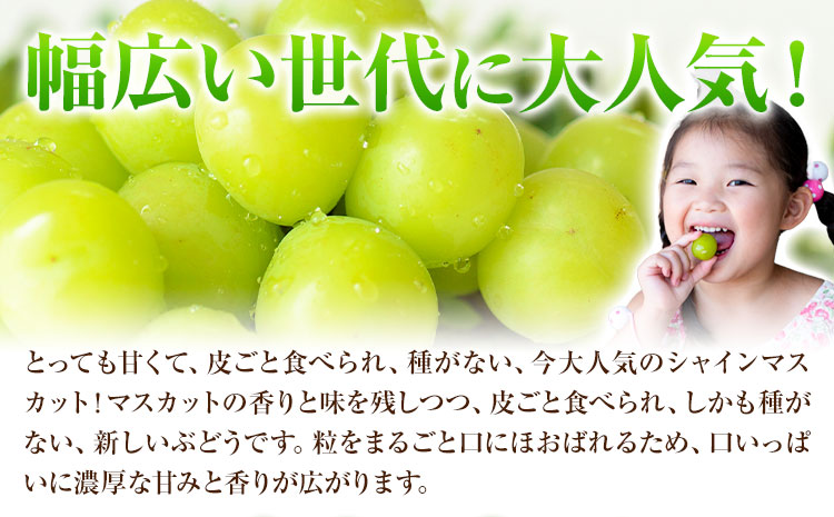 【2025年先行予約】ご家庭用 岡山県産 シャインマスカット 約1.2kg ( 2〜3房 ) クール便 晴れの国 おかやま館 (つむぐ株式会社) 《2025年9月上旬-11月中旬頃出荷》岡山県 浅口市