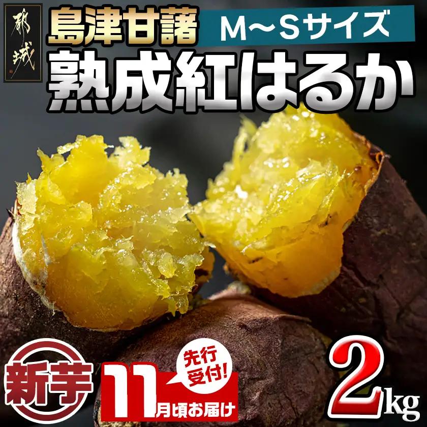 先行受付!【11月お届け】島津甘藷　熟成紅はるか 2kg(M～S)〔LB-A7-001-2kg-11〕_(都城市) さつまいも 幻のサツマイモ 幻の品種 紅はるか 2kg M～S べにはるか 生芋 ベジエイト 熟成 芋 定番 焼き芋 アウトドア