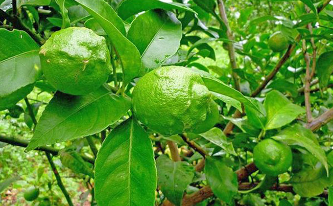 【 小豆島 】豊島グリーンレモン2.5キロ【10月下旬発送開始】 果物類 柑橘類 檸檬 フルーツ 