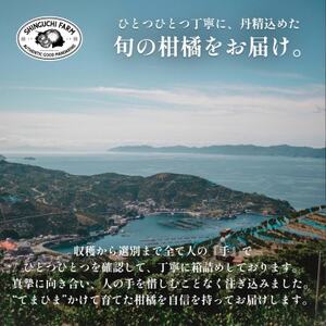【皮が薄くて種が少ない】璃の香グリーンレモン 2kg 愛媛県産【B70-67】【1615798】
