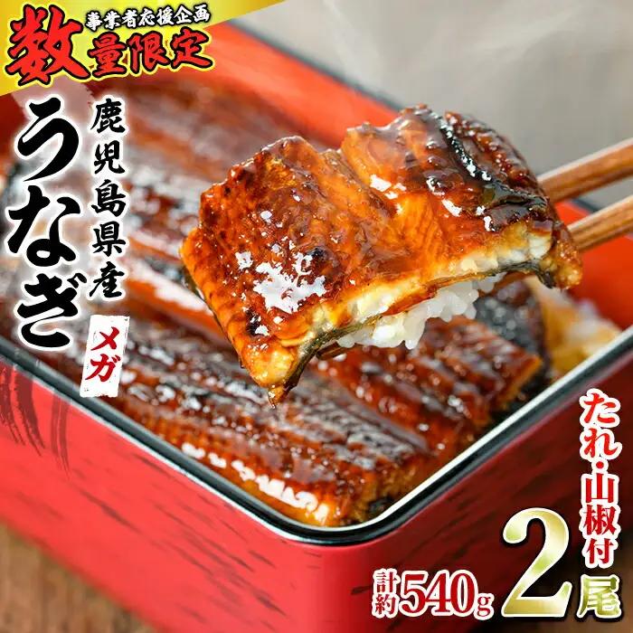 ＜数量限定・メガサイズ＞「養鰻業者応援」 うなぎ 蒲焼 (無頭)(2尾・計約540g・タレ、山椒付) 高級 ウナギ 鰻 国産 たれ 鹿児島 ふるさと 人気【アクアおおすみ】【0164361a】