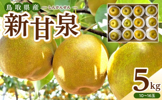 【数量限定】2026年度発送 先行予約 新甘泉 5kg【梨 なし しんかんせん 限定 鳥取県産 新鮮 鳥取県 北栄町 5キロ 令和8年発送 おすすめ 人気】