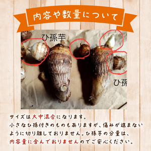 里芋 【大和 早生 】 1.2kg さといも 里芋 tsuguchan007