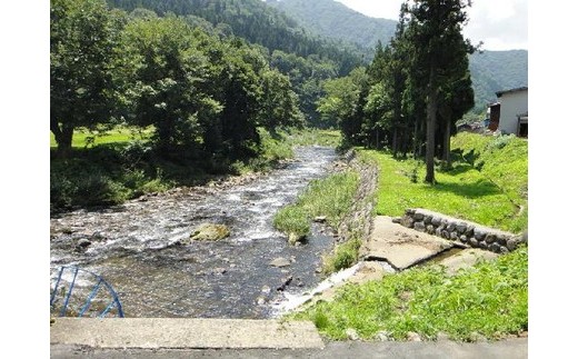 
            【E-1】石徹白漁協 鮎・雑魚共通年間遊漁証 【ふるさと郡上満喫体験】 カタログギフト チケット  その他 20000円
          