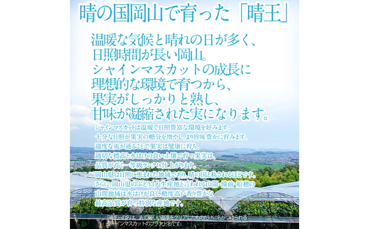 2026年 先行予約受付中 シャインマスカット晴王 1房 約550g 岡山県産 種無し 皮ごと食べる みずみずしい 甘い フレッシュ 瀬戸内 晴れの国 おかやま 果物大国 ハレノフルーツ