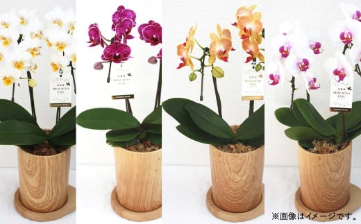 【お任せ】 ミディ胡蝶蘭 2本立ち 鉢花 らん プレゼント 洋ラン 生花 お花 お祝い