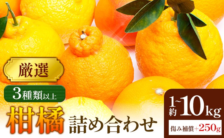 
                  厳選 柑橘詰合せ 選べる 約1kg＋250g 約2.5kg＋250g 約5kg＋250g (傷み補償分) 3種類以上 有田の春みかん詰め合わせ 光センサー選別 池田鹿蔵農園 《2026年1月上旬-4月末頃出荷》 和歌山県 日高町 【配送不可地域あり】
                