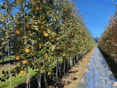 赤果肉 りんご なかののきらめき 約2.5kg 【012-72】