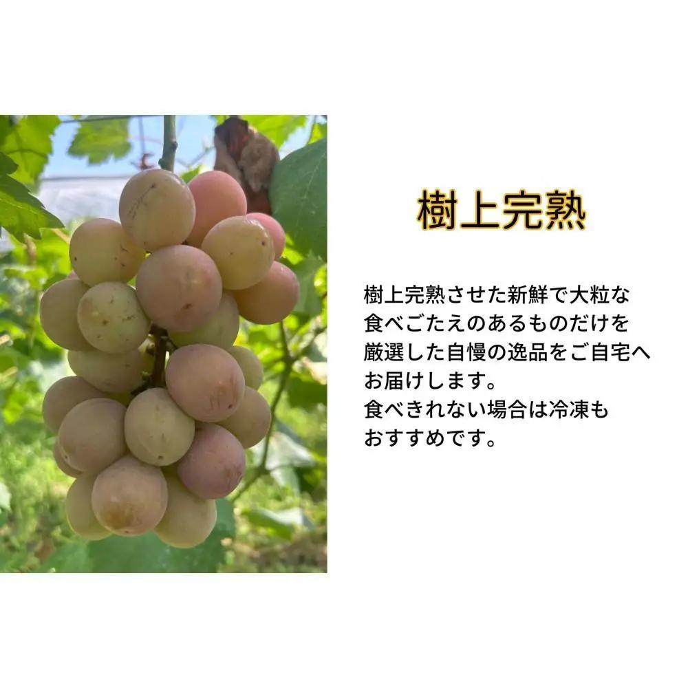 家庭用 クイーンニーナ　2～3房 合計1.1kg以上 産地直送 朝採れ ぶどう 葡萄 岡山 Kawahara Green Farm 2026年 | ぶどう