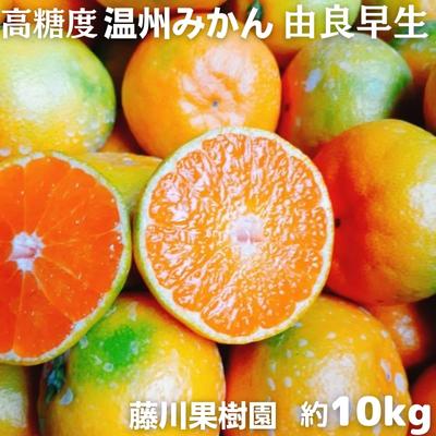 【ふるさと納税】みかん 由良早生 高糖度 約10kg 香川県産 温州みかん 早生みかん フリーサイズ 2S～L 等級フリー フジカワ果樹園 果実 柑橘 先行予約 田口早生 石地みかん 高糖度系 高糖系 香川県 観音寺市
