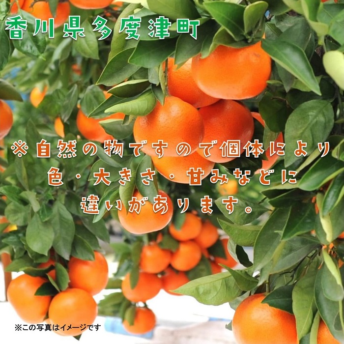 『小原紅早生ハウスみかん』約2kg【予約受付中!令和7年6月下旬より発送!】【B-26】