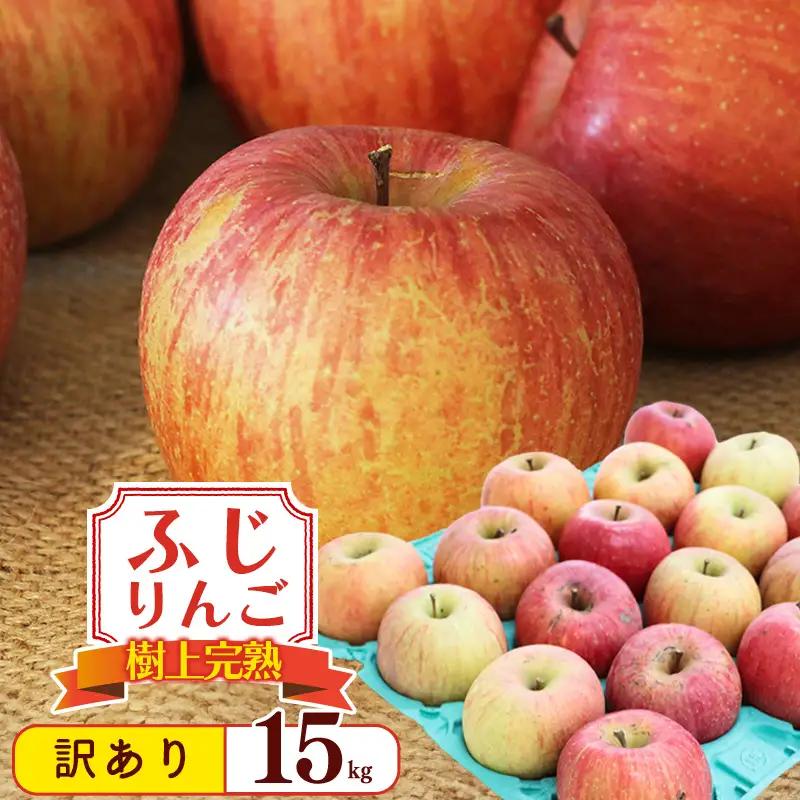 令和8年産 訳あり りんご 15kg  「ふじりんご」生産者直送 2026年産 山形県産 【2026年11月下旬頃から12月下旬頃発送予定】　029-B-NG015
