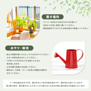 1月上旬～発送【観葉植物】 アップルマンゴー 苗木6号ポット(アーウィン種)3～4年生苗(前園植物園/025-1362) 観葉植物 苗木 鹿児島 で育った 観葉植物 ! ギフト に 人気の 観葉植物