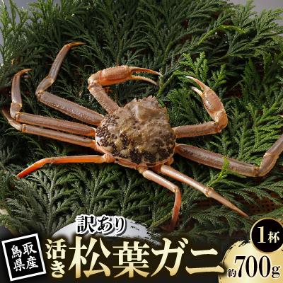 ふるさと納税 智頭町 【先行予約】鳥取県産 訳あり 活 松葉がに 700g×1杯(中村商店)2027年1月末より順次発送