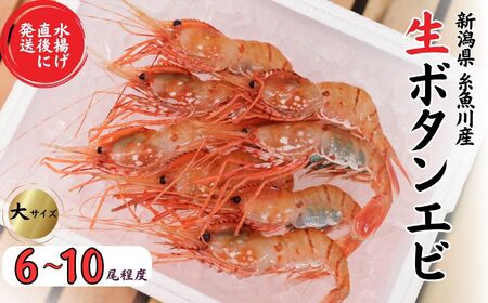 鮮度抜群！ボタンエビ 6～10尾 約300～400g 水揚げ直後に発送 新鮮 大きい 鮮やか 日本海直送 生 刺身 ぼたん海老 魚正 糸魚川 