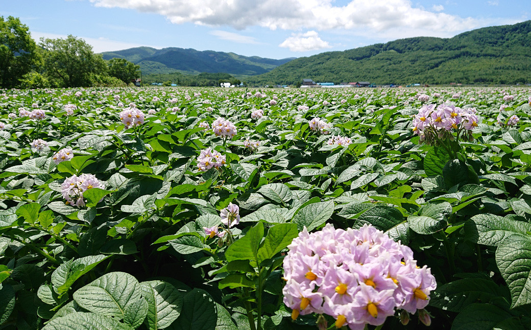 北海道 蘭越産 じゃがいも（きたあかり） 約10kg