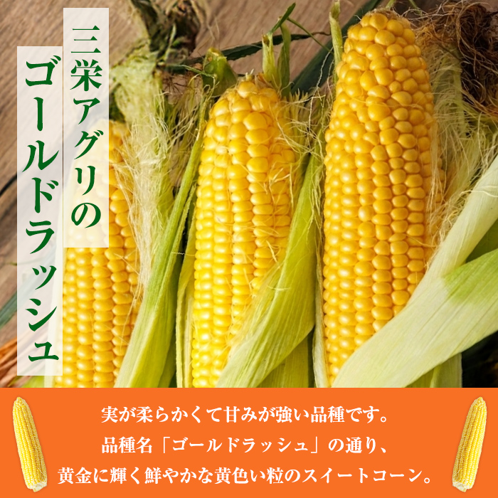 ＜期間限定＞天塩川源流スイートコーン ゴールドラッシュ (10本) 【2026年8月下旬より順次発送】北海道産 北海道 士別市 とうもろこし トウモロコシ とうきび コーン 野菜 産地直送 【三栄アグ