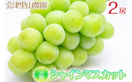【予約開始】47-B　（会津里山農園）完熟シャインマスカット　650~750g　２房 ｜ 福島 ぶどう 皮ごと 種なし　※2025年10月上旬頃～中旬頃に順次発送