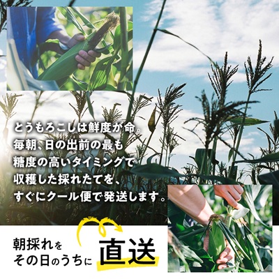 【発送月固定定期便】【先行受付】朝採れ 八ヶ岳生とうもろこし 10本全2回【配送不可地域：離島】