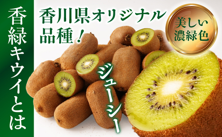 【先行受付】香川県オリジナルキウイフルーツ「香緑」約1.2kg（8-13玉）【香川県共通返礼品】 | キウイ フルーツ 果物 香川県 香緑 デザート サラダ ヨーグルト トッピング 国産 季節限定 青