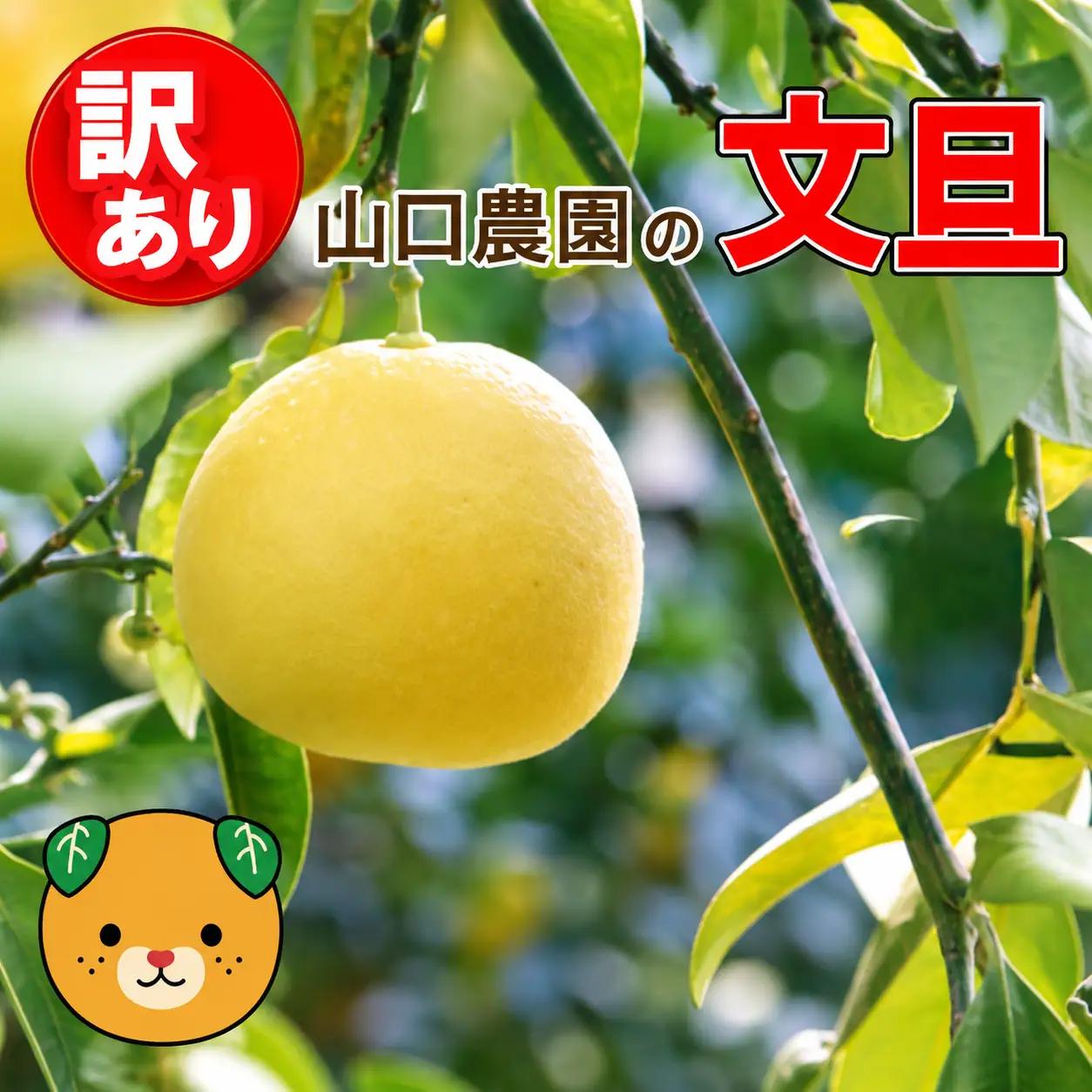 先行予約【訳あり】 文旦 9kg ＋傷み保障500g ぶんたん みかん 愛媛県 愛南町 山口農園