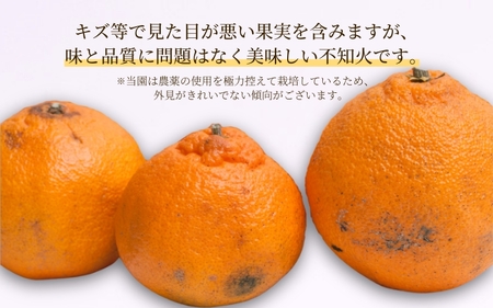＜先行予約＞家庭用 不知火 1.5kg+45g（傷み補償分）【デコポンと同品種・人気の春みかん】【わけあり・訳あり】＜2月より発送＞ ※北海道・沖縄・離島への配送不可【ikd161A】