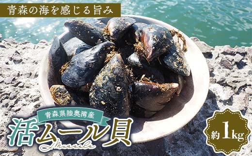 
            青森県 陸奥湾産 ムール貝 約1kg 【琉宝丸】 殻付き 活ムール貝 とれたて 新鮮 魚介 海鮮 漁師直送 パエリア パスタの具 平内町 東北 むつ湾 F21J-249
          