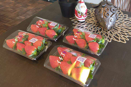 早く見つけて～！！甘い！美味しい！と巷で噂の苺をいっぱい食べてる人程食べてほしい&hearts; やよいひめ260g×4パック ※北海道・沖縄・離島への配送不可 ※2025年12月下旬頃より順次発送予