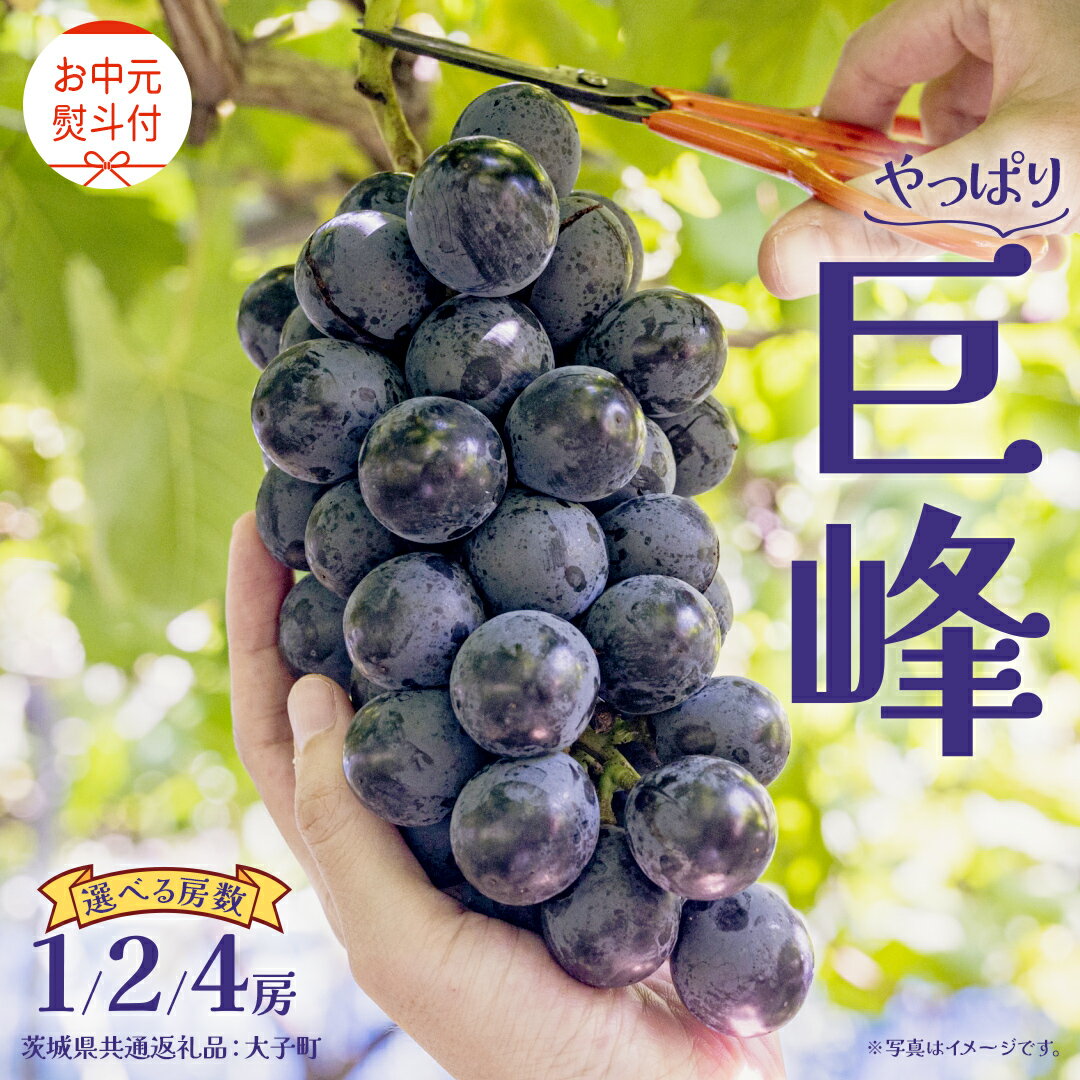 【ふるさと納税】《 選べる 房数 》《 お中元 熨斗付き》 巨峰 1房 2房 4房 【2026年8月上旬発送開始】(茨城県共通返礼品：大子町) ぶどう 葡萄 ブドウ フルーツ 果物 スイーツ ギフト 贈答用 贈り物 プレゼント