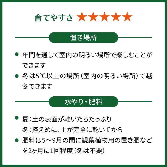 【お中元対象】グリーンとホワイトのコントラストが美しい『 フィロデンドロン ・ バーキン 』 糸島市  / cocoha 観葉植物 [AWB032]