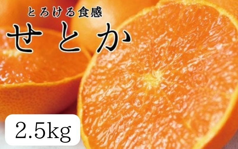 
とろける食感 ジューシー柑橘 せとか 約2.5kg みかん 蜜柑 柑橘 オレンジ 果物 フルーツ 国産 和歌山県広川町 ※2025年2月上旬頃～2月下旬頃に順次発送予定
