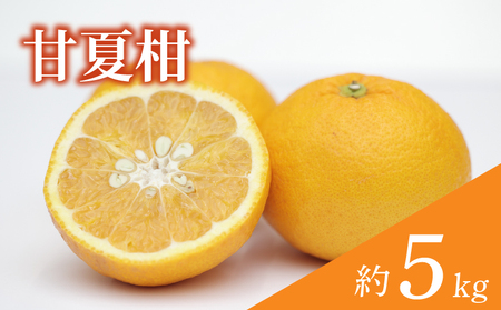【訳あり】 甘夏柑 約5kg 【順次発送中】 | みかん 甘夏 あまなつ 蜜柑  柑橘 果物 くだもの フルーツ みかん ミカン mikan mican 不揃い 傷 ワケアリ 訳アリ 愛媛県 松山市 【VEG111】