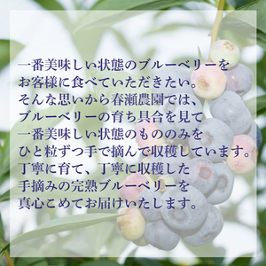 ブルーベリー 冷凍 750g 2025年7月より順次発送 ブルーベリー ブルーベリー ブルーベリー ブルーベリー ブルーベリー ブルーベリー  KY001