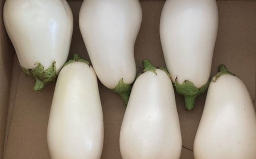 【季節限定】のうちゃんファームの白なす 6個 ナス 茄子 野菜