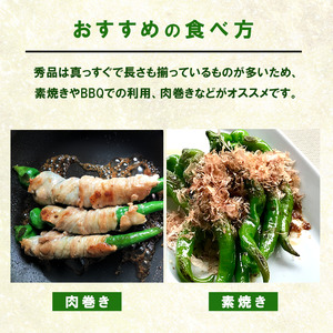 【5月中旬～11月下旬発送】 万願寺とうがらし 秀品 1kg 辛くない万願寺とうがらし 万願寺 とうがらし