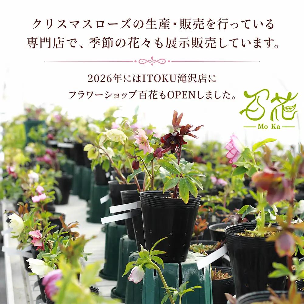フラワーアレンジメント 3000円相当 3ヶ月定期便｜母の日 誕生日 花ギフト 「百花-MoKa-」