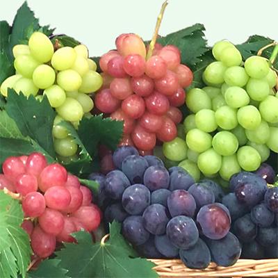 ふるさと納税 山梨市 【発送月固定定期便】葡萄好きさん、集まれ〜!人気のフルーツぶどうの定期便全3回 |  | 03