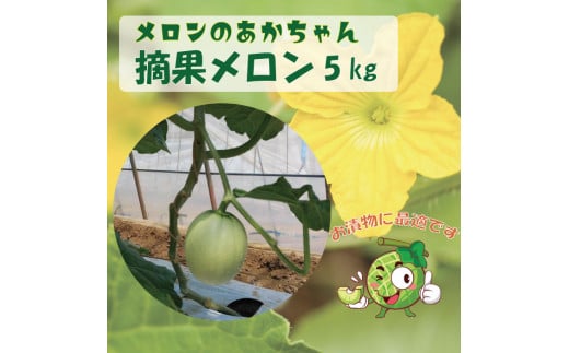 【加工用】子メロン（摘果メロン）5kg