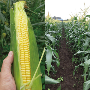 【先行予約】阿見町産 今朝採れとうもろこし約5kg（ドルチェドリーム・9本～15本）【茨城県 阿見町  国産 甘い 朝採り 野菜 コーン バイカラー 送料無料】（04-22）