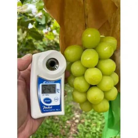 【甲州戦国高級ブランド葡萄】圧倒的人気トップ7食べ比べガチャセット約1kg2種　2026年予約【配送不可地域：離島】【1579835】