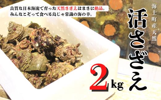 【8月下旬以降順次発送】島獲れ活さざえ2kgセット 日本海の離島の新鮮なさざえを約20匹お届けします! 冷蔵便 サザエ 栄螺 貝 海鮮 BBQ さざえご飯 壺焼き 刺身 バーベキュー ギフト お中元 御中元