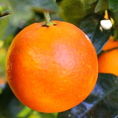 【ふるさと納税】イタリア原産・紅色の果実!「ブラッドオレンジ」3.5kg入【C28-19】_ 家庭用 オレンジ ブラッドオレンジ 常温 国産 フルーツ 果物 くだもの 人気 柑橘 かんきつ 愛媛 旬 産地直送 産直 季節限定 甘い 限定 【配送不可地域：離島】【1069945】