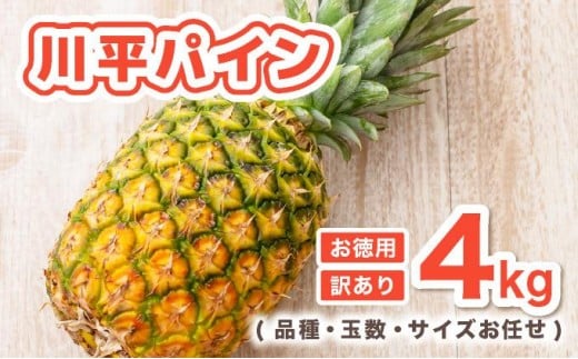 
            【2026年7月以降順次発送】川平パイン お徳用訳あり4kg ( 品種・玉数・サイズお任せ ) KN-6
          