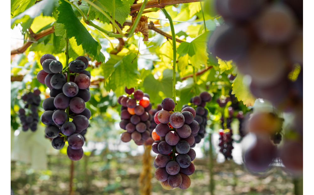 【テレビで紹介】愛知 知多コーラ-ぶどう-　ぶどうのクラフトコーラ 240ml 1本 コーラ シロップ 飲料 ドリンク 炭酸割り ソーダ割り ミルク割り お酒 アイス アレンジ可能 相性抜群 愛知県産 ぶどう 人気 おすすめ 大府市