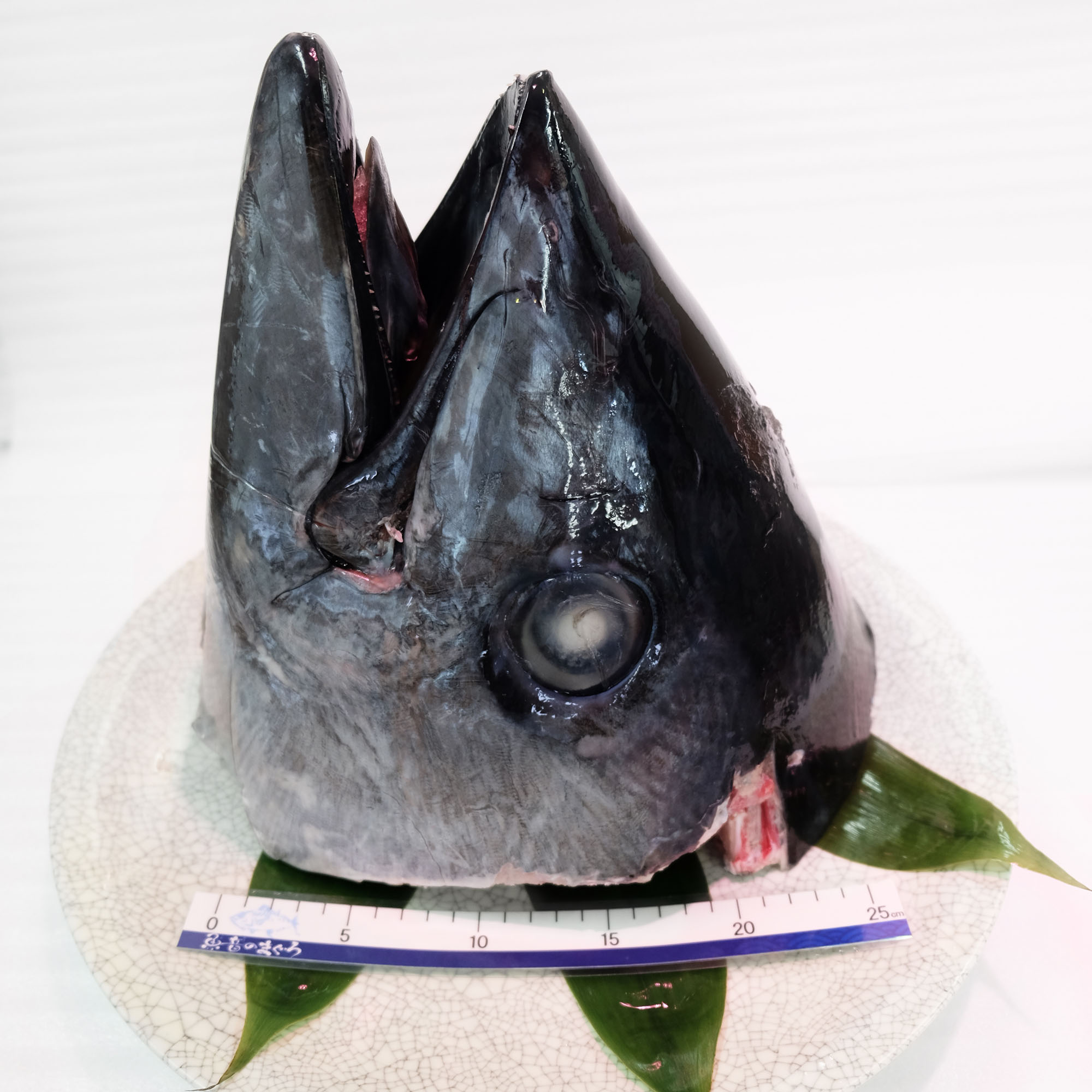 【ふるさと納税】 まぐろカブト 頭 まぐろ マグロ 鮪 天然 カブト焼き BBQ 魚音 神奈川県 三浦市 おすすめ ランキング プレゼント ギフト