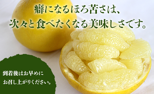 【先行予約】土佐文旦 約3kg（2L～4Lサイズ）- 期間 数量限定 果物 くだもの フルーツ 柑橘類 果実 ぶんたん ブンタン 美味しい フレッシュ ジューシー 果汁 間城農園 3キロ ザボン ボン